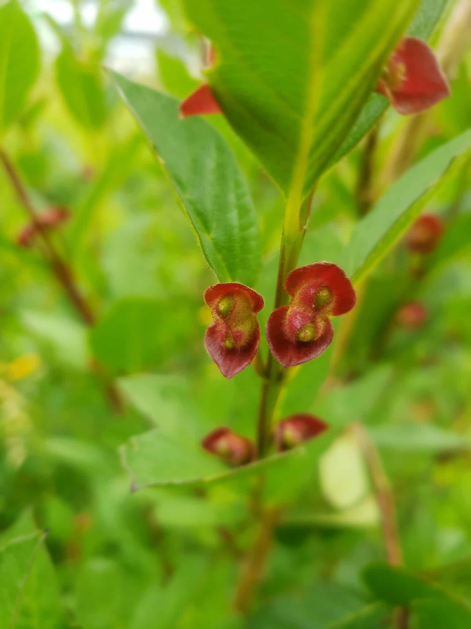 Black Twinberry4